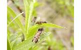 Nemophora raddei