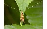 Nemophora trimetrella