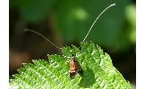 Nemophora japonica