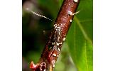 Nemophora ochsenheimerella