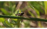 Nemophora albiantennella