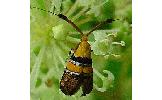 Nemophora paradisea