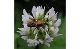 Nemophora aurifera