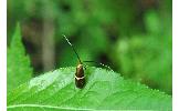 Nemophora aurifera