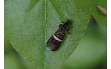 Nemophora umbripennis