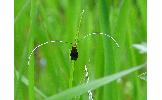 Nemophora albiantennella