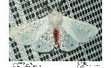 Spilosoma Spilosoma