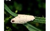 Spilosoma sp.