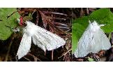 Spilosoma Spilosoma