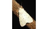 Spilosoma Spilosoma