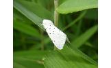 Spilosoma sp.