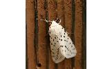 Spilosoma Spilosoma