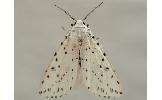 Spilosoma Spilosoma