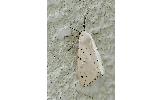 Spilosoma Spilosoma