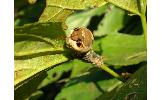 Bombyx mandarina