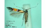 Cosmopterix orichalcea