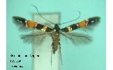 Cosmopterix zieglerella