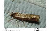 Ancylolomia Ancylolomia