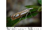 Catoptria munroeella