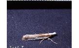 Crambus argyrophorus