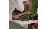 Crambus Crambus