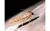 Ancylolomia Ancylolomia