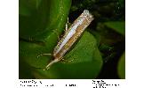 Crambus argyrophorus