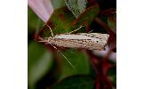 Crambus humidellus