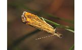 Flavocrambus striatellus