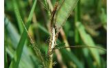 Crambus humidellus