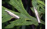 Crambus virgatellus