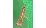 Ancylolomia Ancylolomia