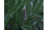 Crambus argyrophorus