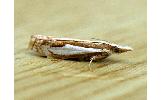 Crambus Crambus