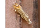 Flavocrambus striatellus