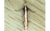 Crambus argyrophorus