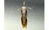 Crambus argyrophorus