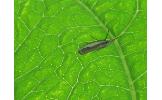 Crambus Crambus