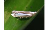 Crambus Crambus