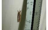 Crambus Crambus