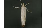 Ancylolomia Ancylolomia