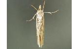 Ancylolomia Ancylolomia