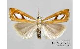 Catoptria Catoptria