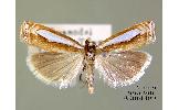 Crambus Crambus