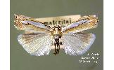 Crambus Crambus