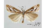 Catoptria harutai