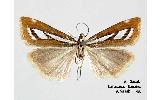 Catoptria Catoptria