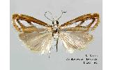 Catoptria Catoptria