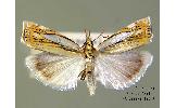 Crambus humidellus