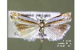 Crambus pascuellus